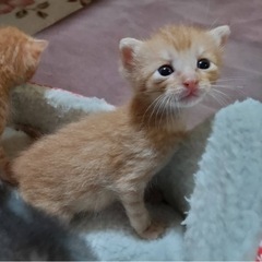 愛護センターからの3兄弟