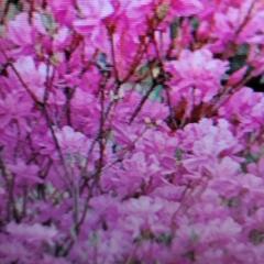 ❗ツツジ❗根回り土あり❗3本あり❗花色不明