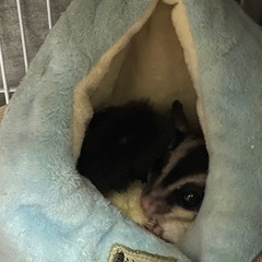 フクロモモンガ（♀）