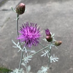 ヘリクリサムかな