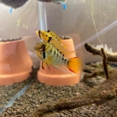 アピストグラマ　ビエジタ（Rio Manacasias近郊産）WILDのF1稚魚10匹_2の画像