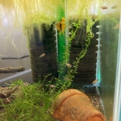 アピストグラマ　ビエジタ（Rio Manacasias近郊産）WILDのF1稚魚10匹_2の画像