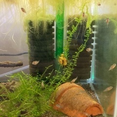 アピストグラマ　ビエジタ（Rio Manacasias近郊産）WILDのF1稚魚10匹_2の画像