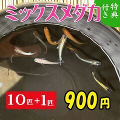  《 一旦終了　特価 900円 》めだかミックス 10匹 + 1...