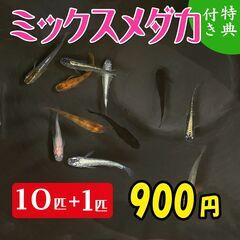  《 一旦終了　特価 900円 》めだかミックス 10匹 + 1...