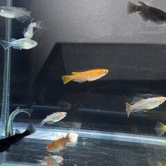  《 一旦終了　特価 900円 》めだかミックス 10匹 + 1匹おまけ(ピュアホワイト)特典付き　TouTubeで確認できます　めだか三昧 009の画像