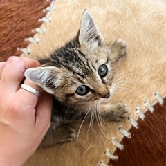 仔猫の里親募集