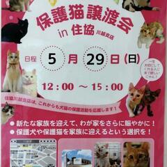 保護猫譲渡会 in 住協川越店