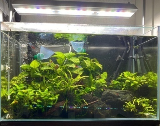 値下げします。【お得！外部フィルター2台!】【60cm 水槽セット】35,000円