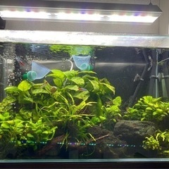 値下げします。【お得！外部フィルター2台!】【60cm 水槽セッ...