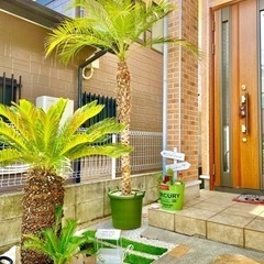 【取引完了】ヤシの木 フェニックス ロベレニー 約250cm 🌴
