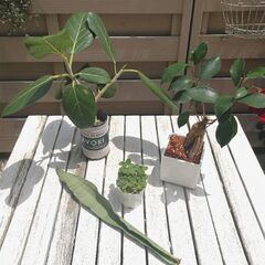 交渉中〜(^^)　売り切りセール!!　ミニ観葉植物セット♪