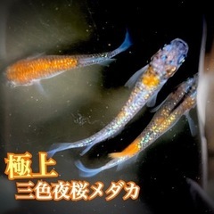 極上！三色夜桜メダカの稚魚　ホテイソウ付き　3匹