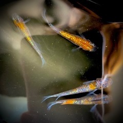 極上！三色夜桜メダカの稚魚　ホテイソウ付き　3匹の画像