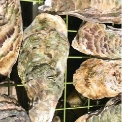 牡蠣殻4枚セット　水槽などに😊の画像