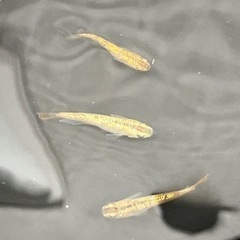 ❤️大人気めだか❤️琥珀ラメ　稚魚5匹〜