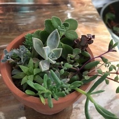 そのまま飾れる　多肉植物寄せ植えの画像