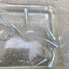 幹之　メダカ　稚魚　10匹の画像