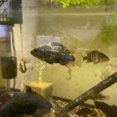 オヤニラミ_3匹