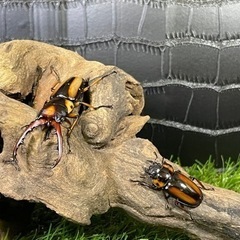 サバゲノコギリクワガタ 値下げ