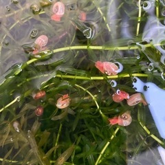 メダカ苔掃除に！レッドラムズホーン　10匹／100円