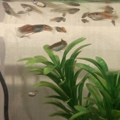 グッピー幼魚の画像
