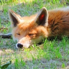 キタキツネが可愛すぎるんだが🦊