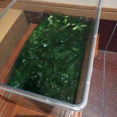 （終了）水草・金魚藻・メダカ草の画像