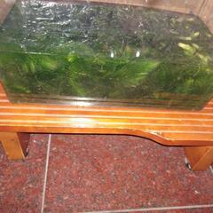（終了）水草・金魚藻・メダカ草の画像