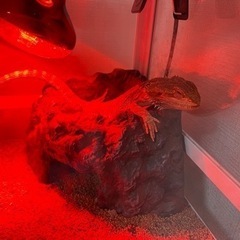 フトアゴトカゲ