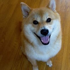 家族として迎えいれてくださる方募集します。 - 里親募集