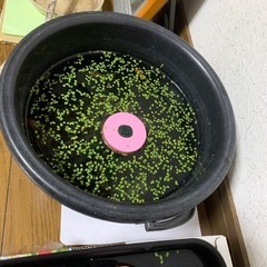 小さなかわいい水草「しばらく値下げします」