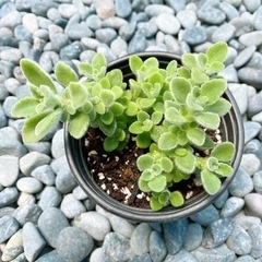 パステルミント 多肉植物 多肉ハーブ アロマティカスの仲間