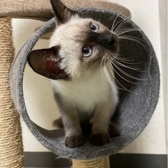 ブルーアイのシャム系男子♡やんちゃな甘えん坊です。