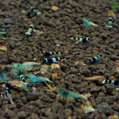 【R-20】格安！観賞用　レッドビーシュリンプの画像