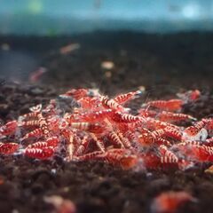 【R-20】格安！観賞用　レッドビーシュリンプの画像