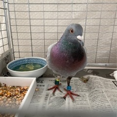 保護したレース鳩の里親を募集しています。募集終了