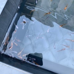 初心者向けのメダカになりますの画像