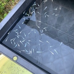初心者向けのメダカになりますの画像