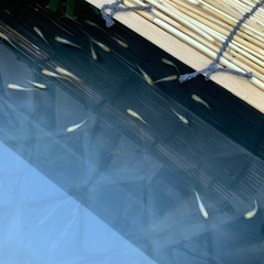 初心者向けのメダカになりますの画像