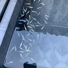 初心者向けのメダカになりますの画像