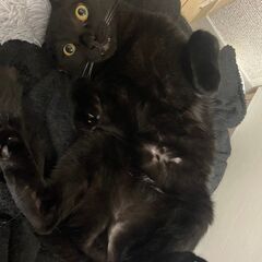 臆病美男子黒猫１才