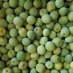 紀州　和歌山産　梅　梅干しやシロップに最適！の画像