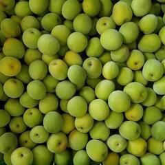 紀州　和歌山産　梅　梅干しやシロップに最適！