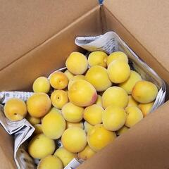 紀州　和歌山産　梅　梅干しやシロップに最適！の画像