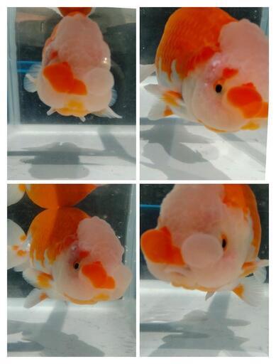 ③らんちゅう　明け２歳　雌雄不明　金魚