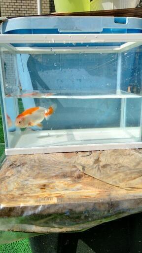 ④らんちゅう　明け２歳　雌雄不明たぶんオス　金魚