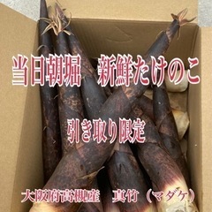 2024年度　収穫【引き取り限定】大阪府高槻市のタケノコ（真竹）皮付き