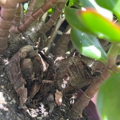 金の成る木の画像