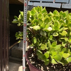 金の成る木の画像